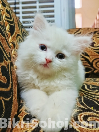 Traditional Persian female Cat